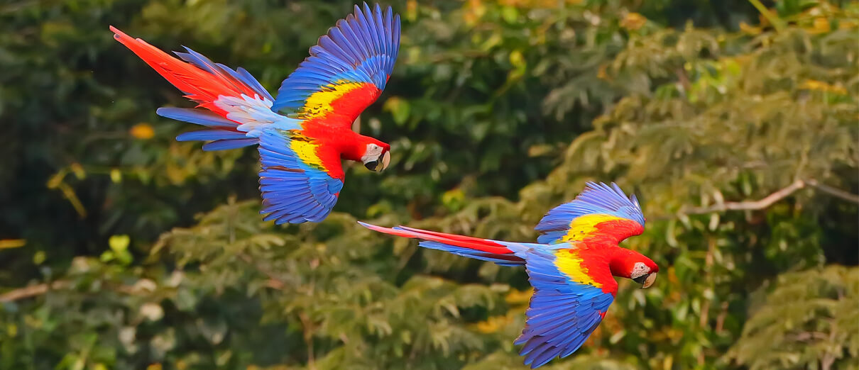 Scarlet Macaws by Greg Homel, Natural Elements Productions