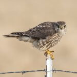 Prairie Falcon. Photo by Gregory Johnston, Shutterstock.