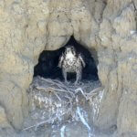 Prairie Falcon at nest. Photo by Alan Schmierer.