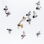 Prairie Falcon hunting Rock Pigeons. Photo by Phil Walker, Macaulay Library at the Cornell Lab of Ornithology.