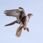 Prairie Falcon in flight. Photo by Sam Eberhard, Macaulay Library at the Cornell Lab of Ornithology.