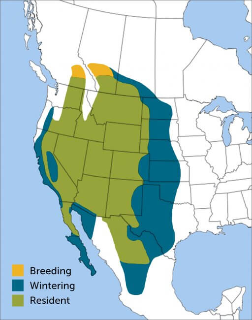 Prairie Falcon range map by ABC