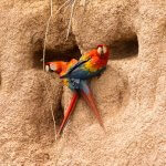 Scarlet Macaw pair at clay lick by Miguel Schmitter, Shutterstock