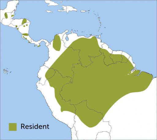 Scarlet Macaw map courtesy of Birds of the World, https://birdsoftheworld.org maintained by the Cornell Lab of Ornithology.