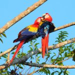 Scarlet Macaws preening by Greg Homel, Natural Elements Productions