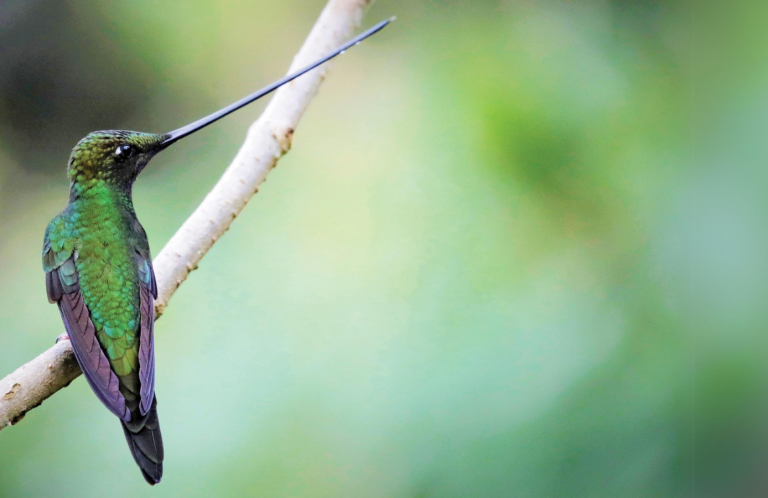 Sword-billed Hummingbird. Photo by Mike Parr.