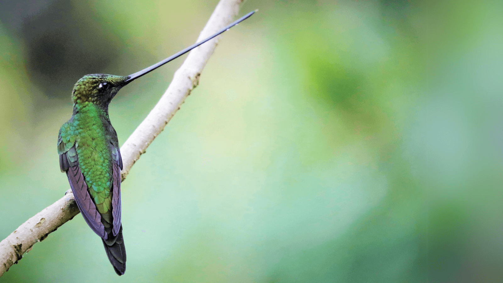 Sword-billed Hummingbird. Photo by Mike Parr.