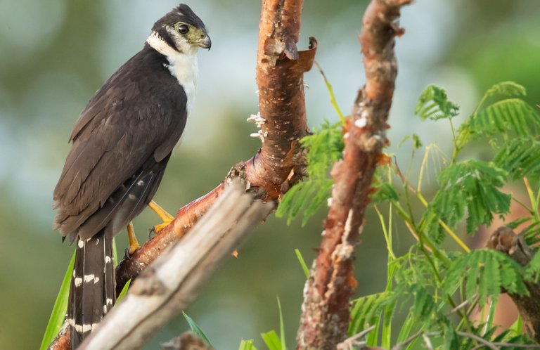 Collared Forest-Falcon by Milan Zygmunt, Shutterstock