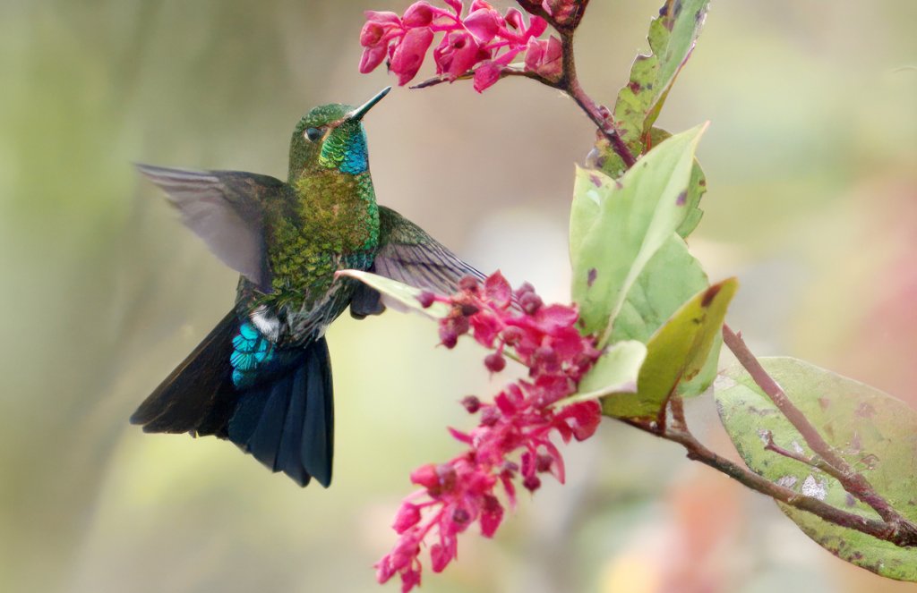 Gorgeted Puffleg by Carlos Mario Wagner, Macaulay Library at the Cornell Lab of Ornithology