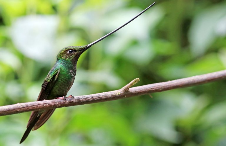 Sword-billed Hummingbird by David Fisher, Neotropical Bird Club