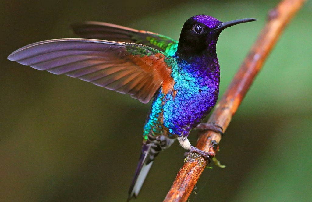 Velvet-purple Coronet by Greg Homel, Natural Elements Productions