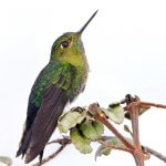 Female Gorgeted Puffleg by David Angulo Ortíz, Fundación Ecohabitats