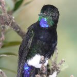 Gorgeted Puffleg by Alex Cortes, Birdlife International