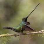 Male Sword-billed Hummingbird by Jay McGowan, Macaulay Library at the Cornell Lab of Ornithology