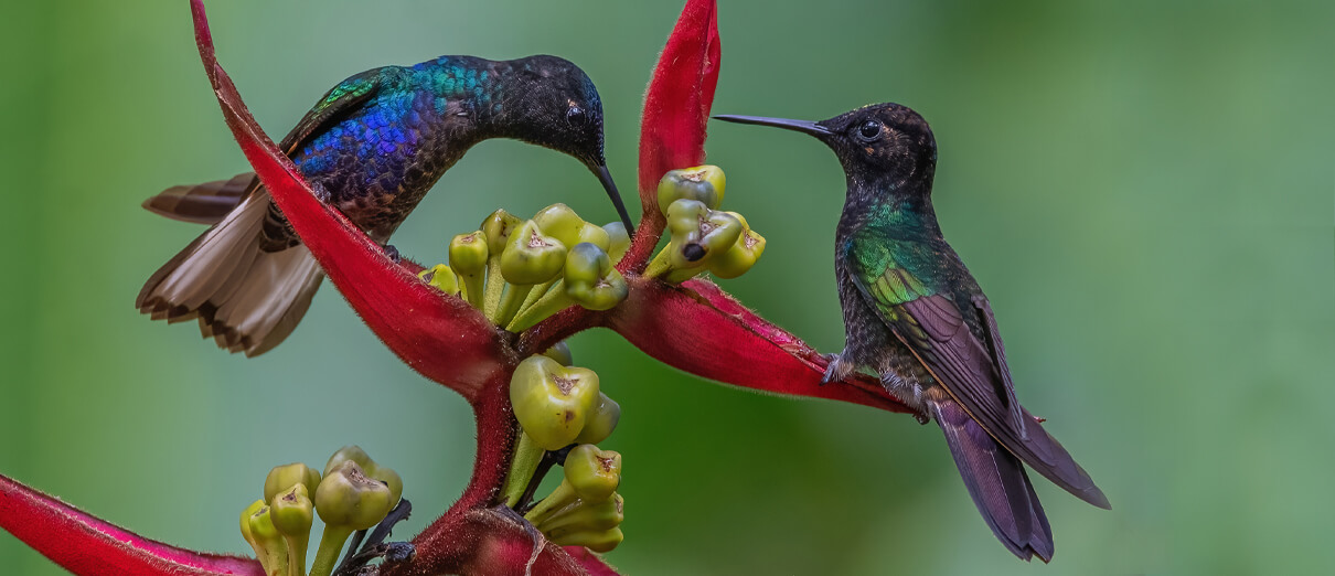 Velvet-purple Coronet pair by Ngoc Sam Thuong Dang, Macaulay Library at the Cornell Lab of Ornithology