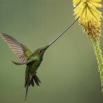 Sword-billed Hummingbird feeding by Cree Bol, Macaulay Library at the Cornell Lab of Ornithology