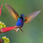 Velvet-purple Coronet by Ngoc Sam Thuong Dang, Macaulay Library at the Cornell Lab of Ornithology