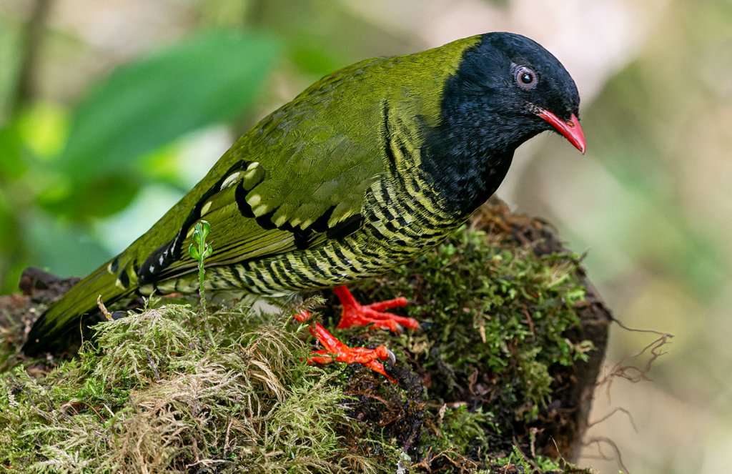 Barred Fruiteater by Jorge Gabriel Campos, Macaulay Library at the Cornell Lab of Ornithology