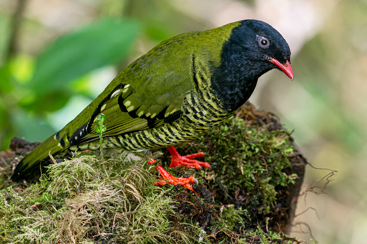 Barred Fruiteater - American Bird Conservancy