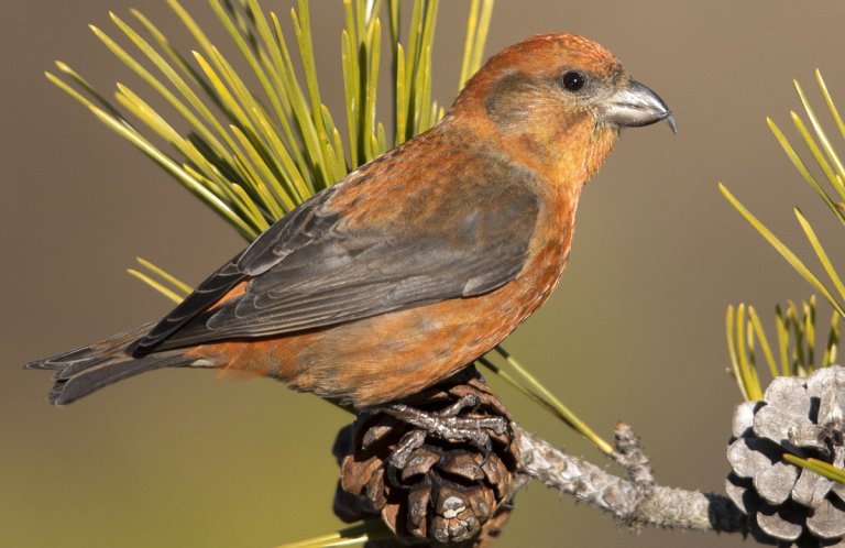 Red Crossbill by @Michael Stubblefield, Macaulay Library at the Cornell Lab of Ornithology