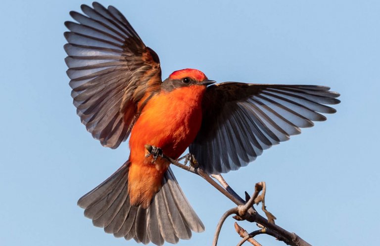 Vermillion Flycatcher by Jeff Bray, Macaulay Library at the Cornell Lab of Ornithology