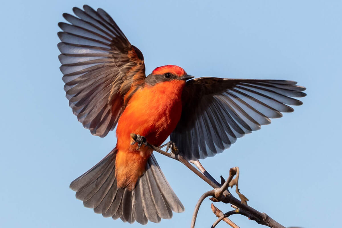 Vermillion fly catcher discount