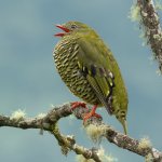 Female Barred Fruiteater vocalizing. Photo by Alex Luna, Macaulay Library at the Cornell Lab of Ornithology.