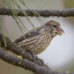 Juvenile Red Crossbill by Mason Maron, Macaulay Library at the Cornell Lab of Ornithology