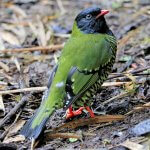 Male Barred Fruiteater by Daniel J. Lebbin