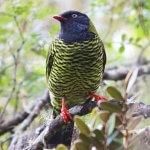 Male Barred Fruiteater. Photo by Mike Seager, Shutterstock