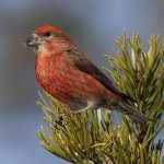 Male Red Crossbill by Paul Rossi