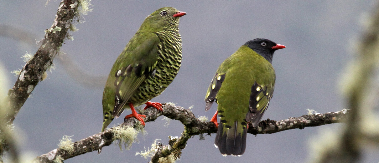 Barred Fruiteater pair. Photo by David Bailey, Macaulay Library at the Cornell Lab of Ornithology