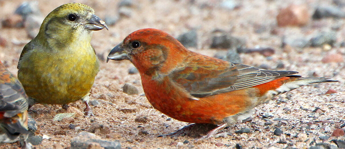 Red Crossbills, female (left) and male (right). Photo by Larry Thompson.