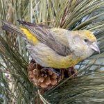 Red Crossbill, adult female. Photo by Phil Harvey, Macaulay Library at the Cornell Lab of Ornithology