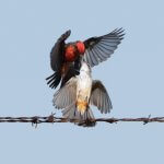 Vermilion Flycatcher feeding