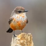 Vermilion Flycatcher, immature male. Photo by Kellen Apuna, Macaulay Library at the Cornell Lab of Ornithology