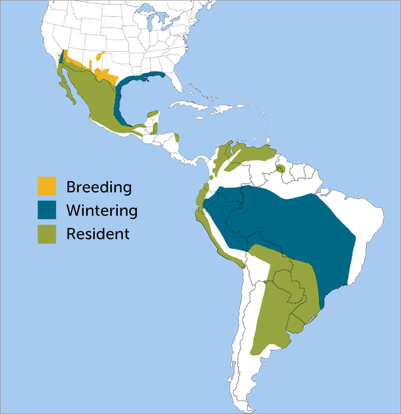 Vermillion Flycatcher range map by ABC