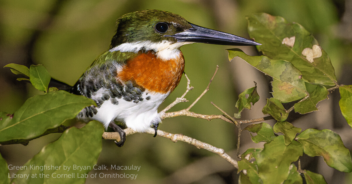 Green Kingfisher - American Bird Conservancy