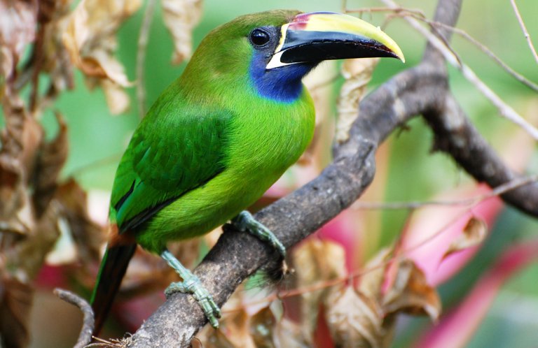 Northern Emerald-Toucanet by Timo Mitzen, Macaulay Library at the Cornell Lab of Ornithology