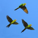 Green Parakeet group in flight by Greg Homel, Natural Elements Productions