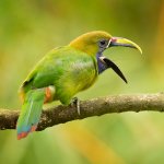 Northern Emerald-Toucanet by Milan Zygmunt, Shutterstock