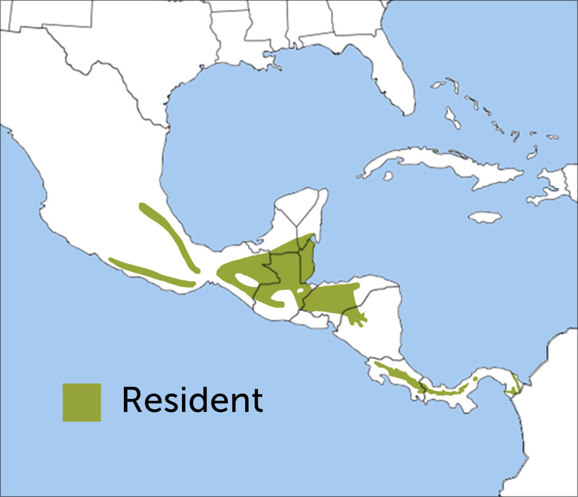 Northern Emerald-Toucanet range map by ABC