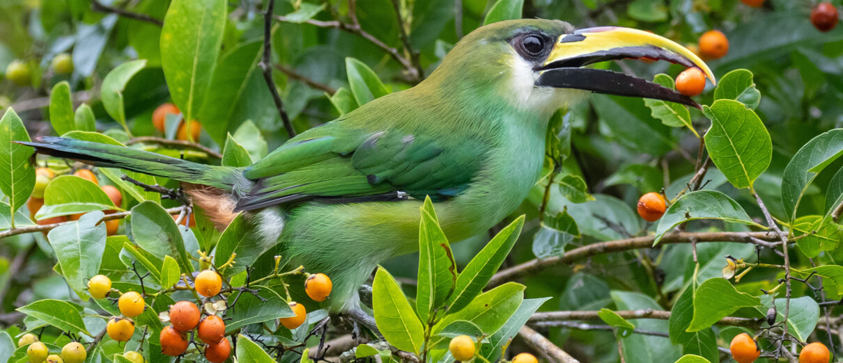 Female Northern Emerald-Toucanet feeding. Photo by Davor Grgic, Macaulay Library at the Cornell Lab of Ornithology.