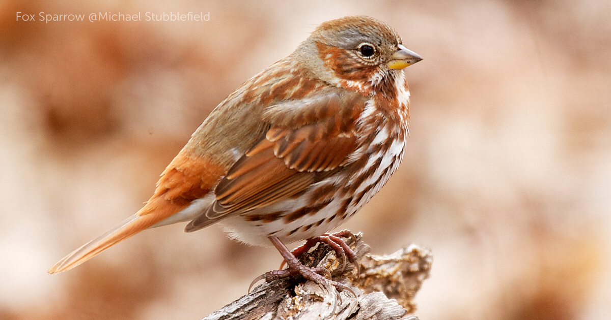 Sparrows Sparrows