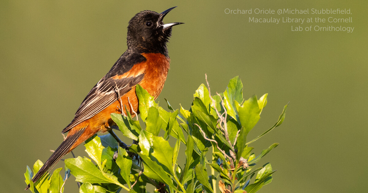 Orchard Oriole - American Bird Conservancy