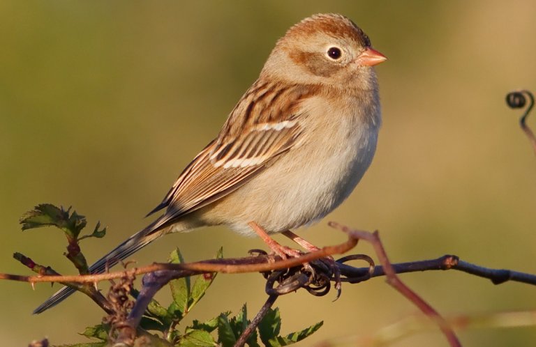 Field Sparrow by Mark Johnson, Shutterstock