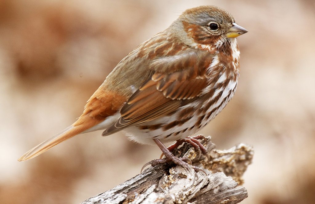 Fox Sparrow @Michael Stubblefield