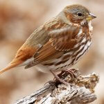 Fox Sparrow @Michael Stubblefield