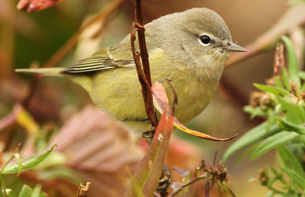 Orange-crowned Warbler by Luke Seitz.