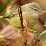 Orange-crowned Warbler by Luke Seitz.